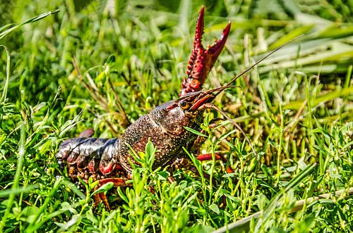 Freshwater crayfish