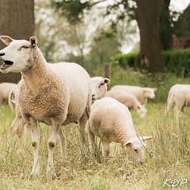 Moutons dans la prairie sur Kyra de Putter