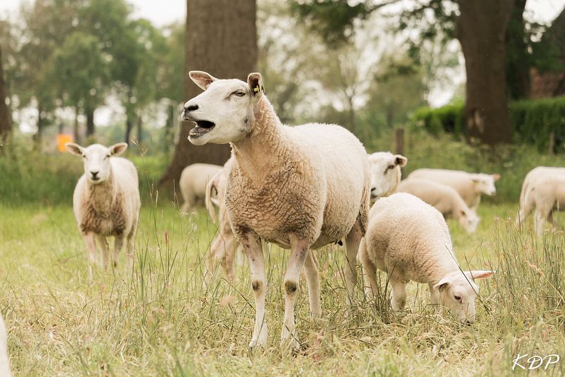 Sheep in the meadow by Kyra de Putter