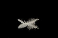 product photography feather