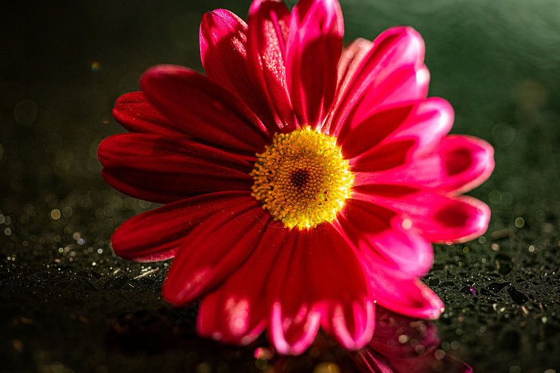 Flowers Macro by David Krause