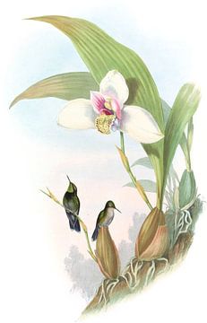Abeille's flutterer, John Gould van Hummingbirds