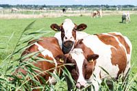 vache à foin