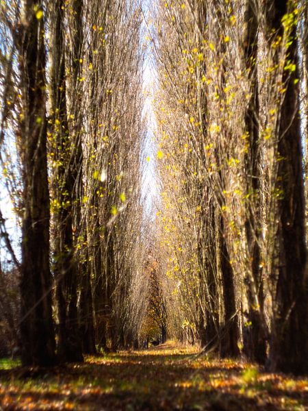 Symmetrical Trees In Maxima Park by Mr White Takes Pictures