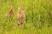 Black-Tailed Godwit (Limosa limosa) chick on meadow