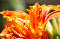Oranje bloem von Suzanne de Jong Miniaturansicht