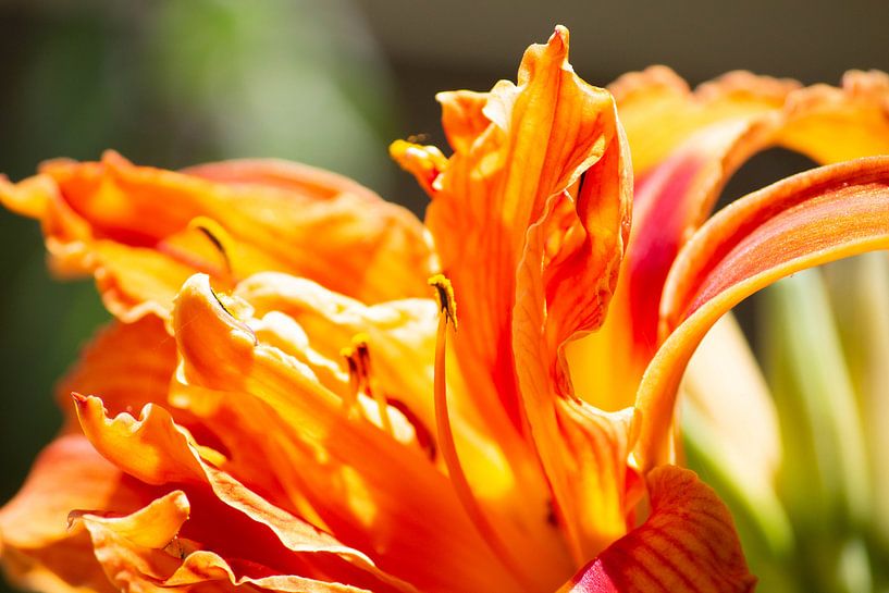 Oranje bloem von Suzanne de Jong