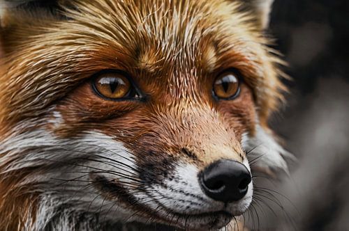 Close-up vos met intense blik
