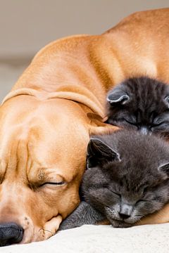 Slapende hond met katjes van Cor Schouten