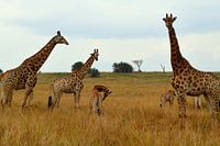Prachtige familie giraffes in Kruger park, Zuid Afrika