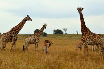 Prachtige familie giraffes in Kruger park, Zuid Afrika van Vera Boels