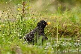 Merel neemt een bad na een fikse regenbui van Bart Vermeiren