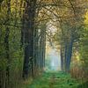 Chemin forestier III sur Diane van Veen