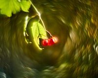 Wild berries