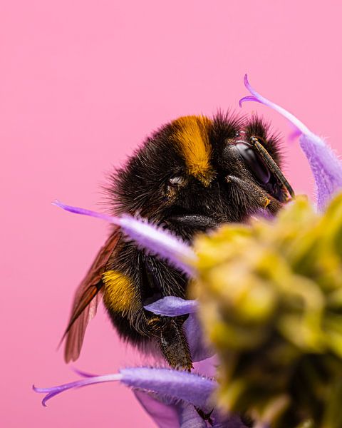 Summer glow - Bumblebee in macro by Adje Photography
