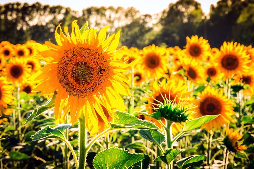 Toscaanse zonnebloemen by Dennis van de Water