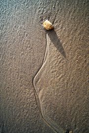 Still life on the beach by Dick Hoogenboom