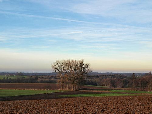 Bomen met maretak in akker