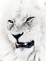 Powerful African lion on the savannah