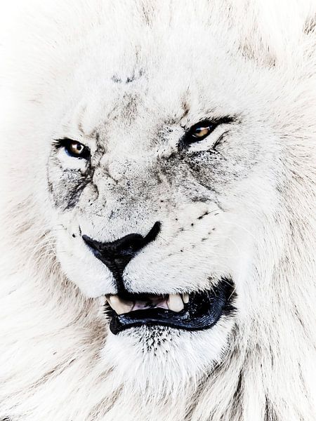 Puissant lion africain dans la savane par thomas van puymbroeck