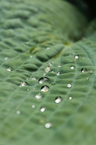 Blad met waterdruppels