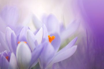 Crocuses make happy and announce spring by Francis Dost