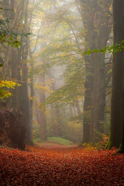 Forest photography &quot;nature will reign&quot; by Björn van den Berg