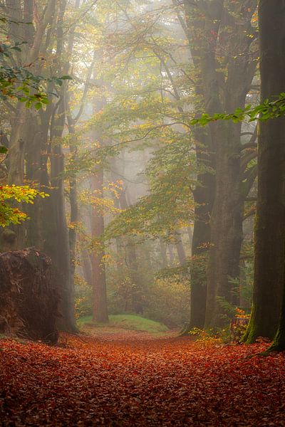 Bos fotografie "nature will reign" van Björn van den Berg