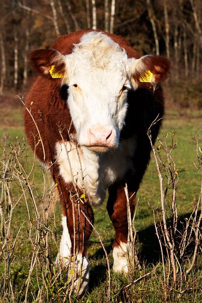 Die posierende Kuh von PhotoManiX Digital Photography