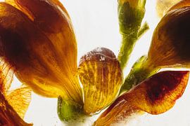 Freesias in ice 3 by Marc Heiligenstein