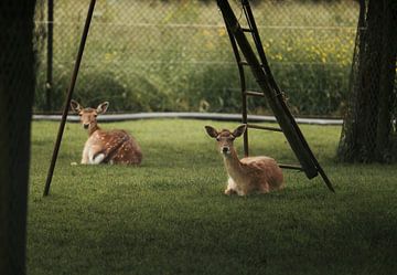 Twee herten rustend in het weelderige gras