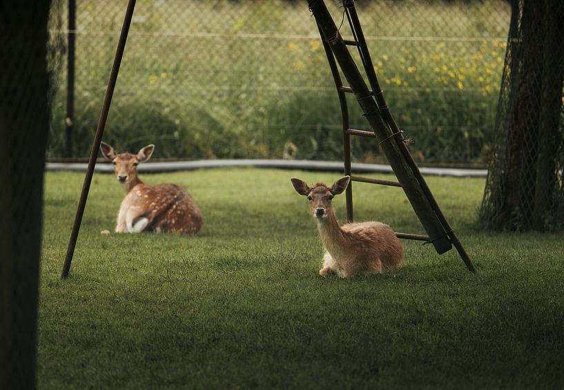 Two deer resting in the lush grass by Daniel Jacobs Fotografie