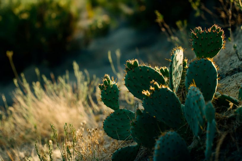 Cactus in a soft field of light by Poster Art Shop