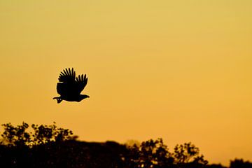 fliegen wie ein Adler