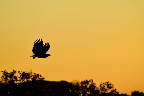fliegen wie ein Adler