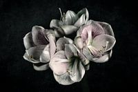 Amaryllis