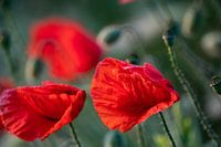 Poppy