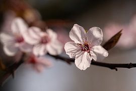 Lush by Gerda Hoogerwerf