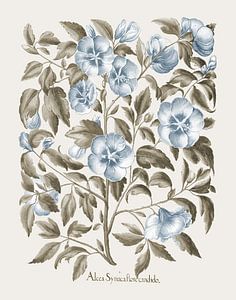Basil Besler-rose blanche de Sharon