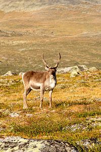 Portrait de renne