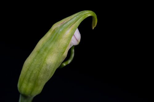 Bloemknop op zwarte achtergrond