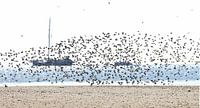 Birds Ameland