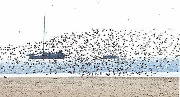 Birds Ameland van Johanna Oud
