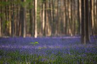 Hallerbos