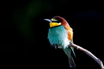 Bee-Eater by Rando Kromkamp