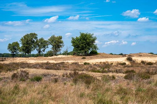 Heather and trees against blue sky at the Veluwe national park