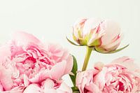 Rosa Pfingstrosen