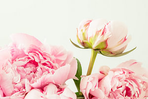 Rosa Pfingstrosen