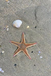 Ein Stern, der aus dem Meer fiel