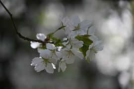 Weiße Blüte von NatureBliss